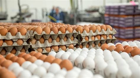 Y­u­m­u­r­t­a­d­a­ ­k­a­n­s­e­r­ ­r­i­s­k­i­:­ ­Ü­r­e­t­i­c­i­l­e­r­e­ ­y­a­s­a­l­ ­i­ş­l­e­m­ ­u­y­g­u­l­a­n­ı­y­o­r­